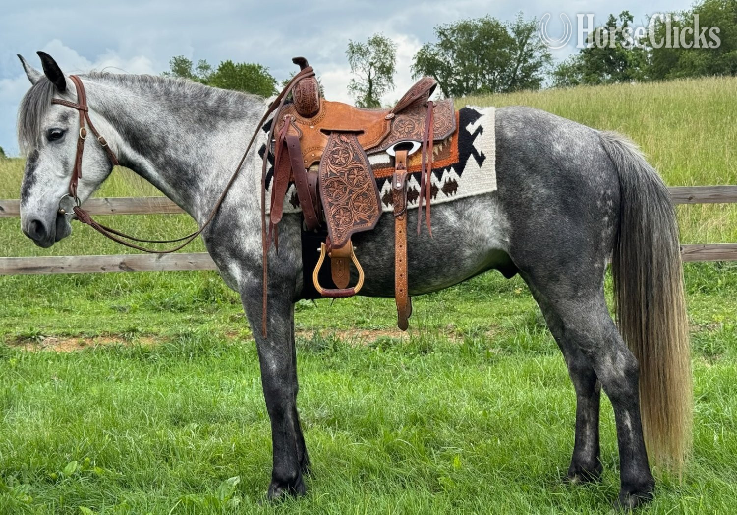 "Boone" Grey Gelding Rocky Mountain in Virginia