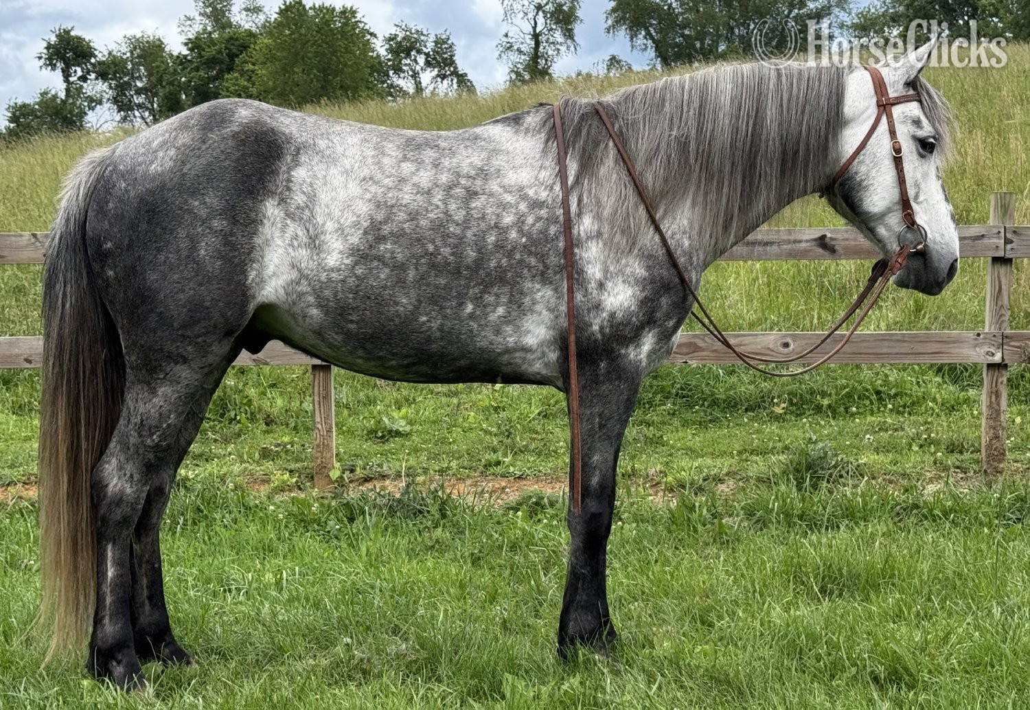 "Boone" Grey Gelding Rocky Mountain