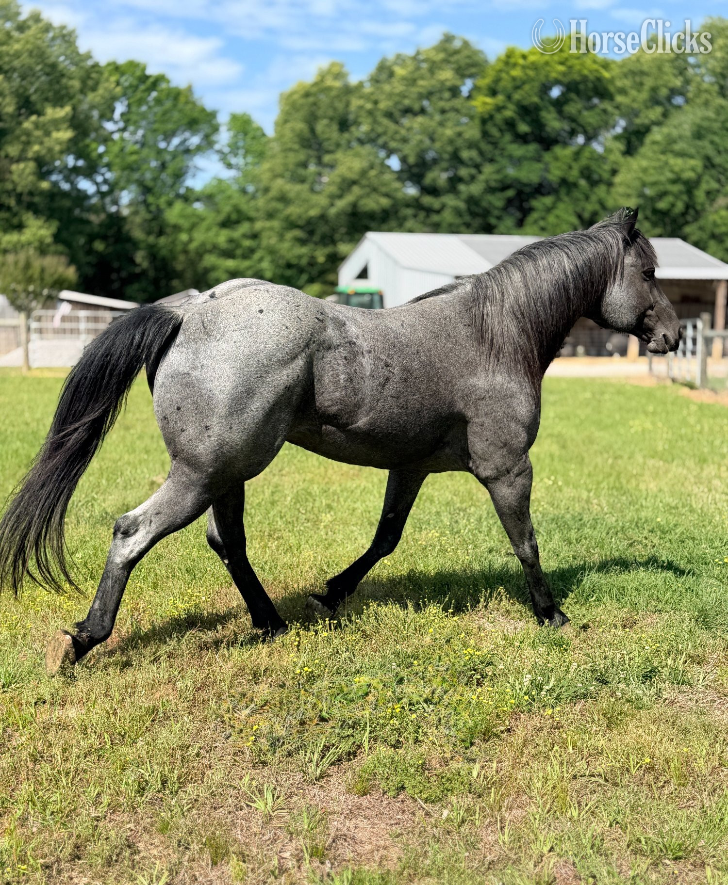 Blue Roan 15.2hh Quarter Horse Stallion