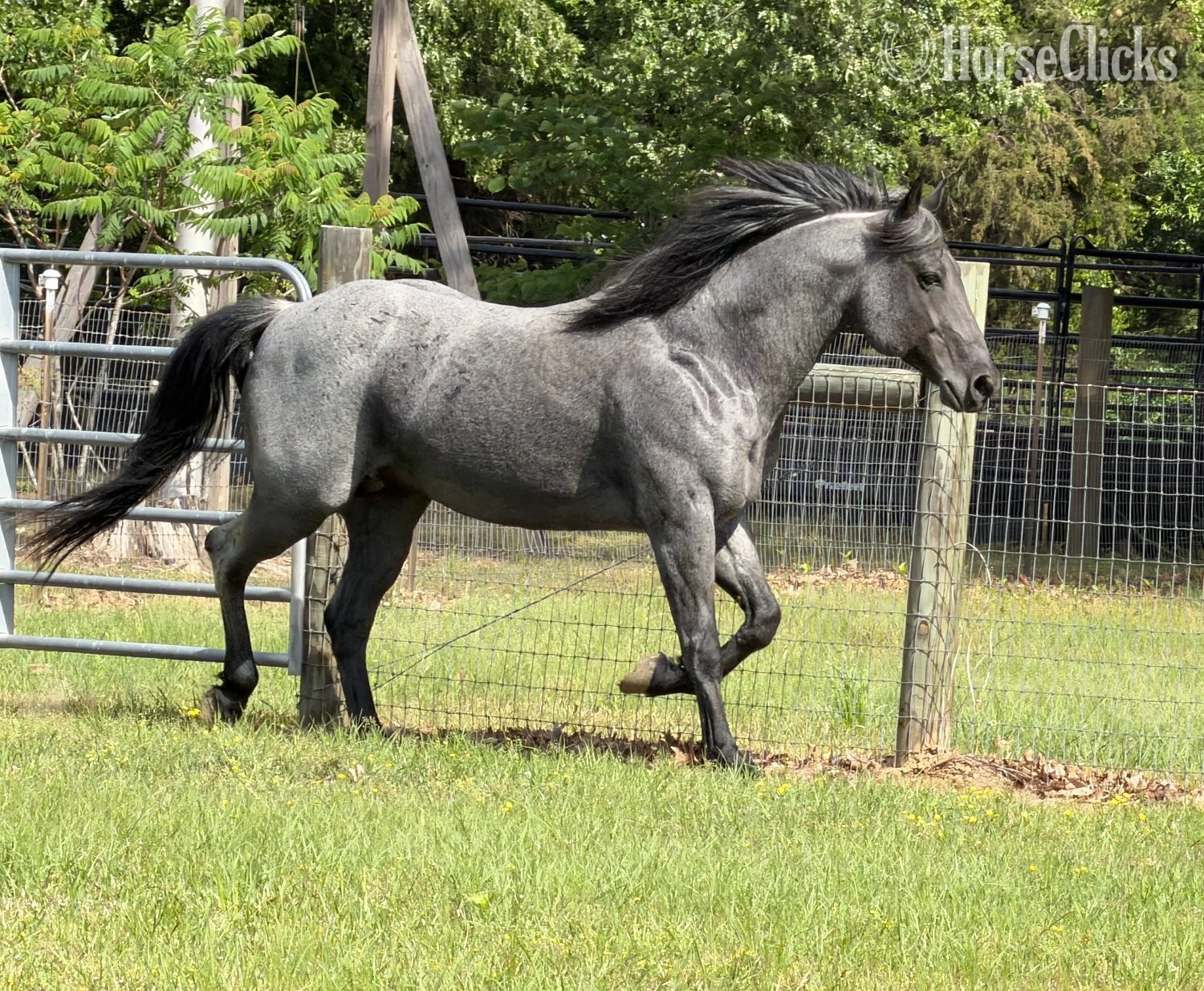 Mississippi Blue Roan 15.2hh Quarter Horse Stallion