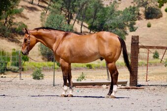 "BISHOP" Dun Gelding Quarter Horse