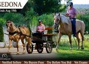 "Sedona" Palomino Mare Draft