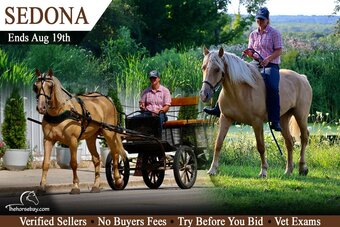 "Sedona" Palomino Mare Draft