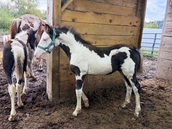 "Overo APHA/Clydesdale Colt" Overo Colt Warmblood