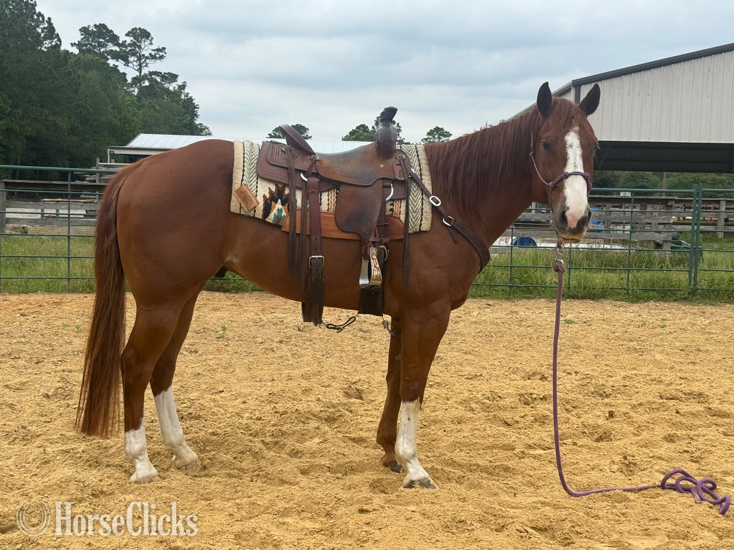 "Boons Smart Play Red" Sorrel Gelding Quarter Horse in Texas