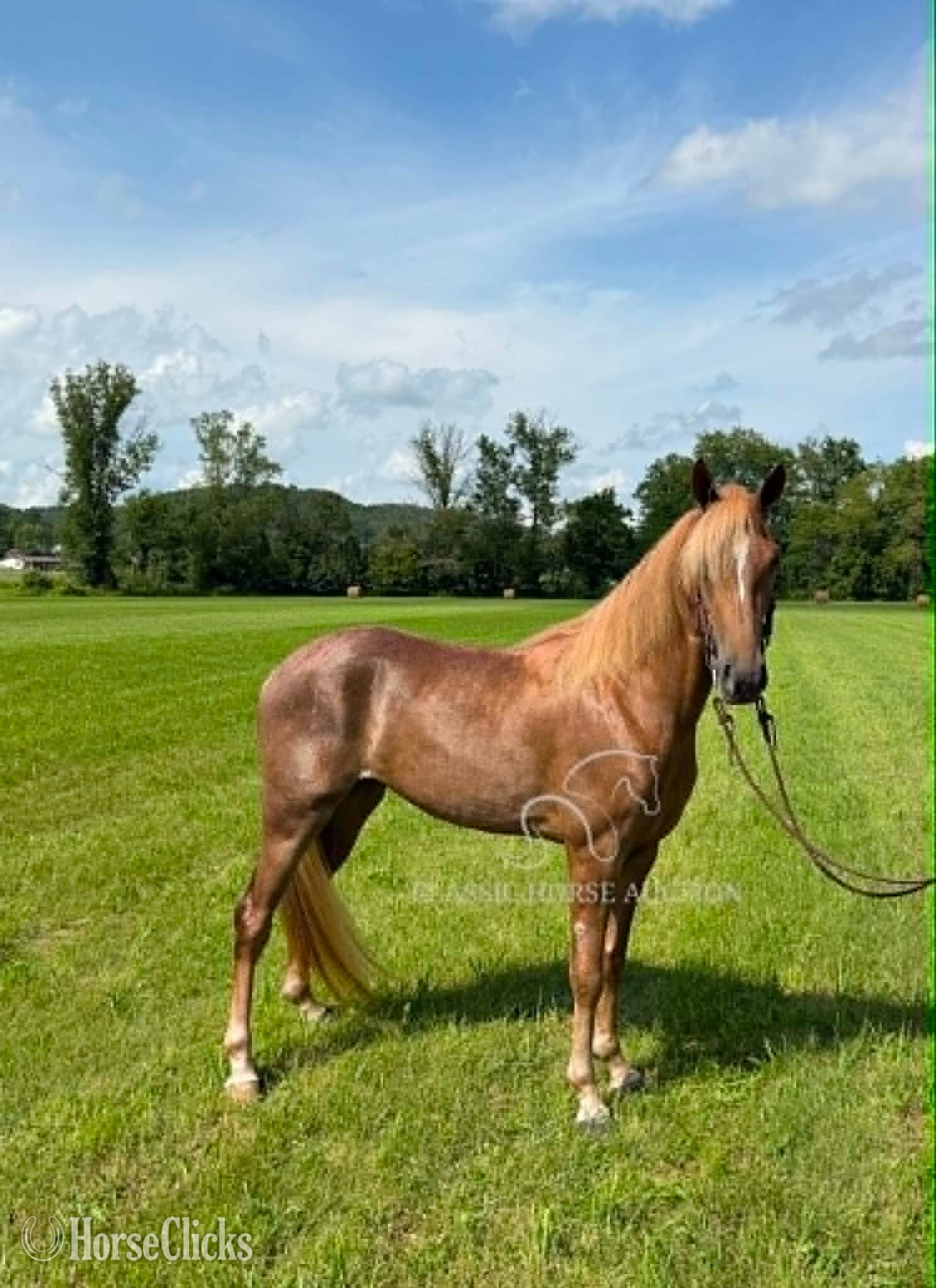 "Miss Nebraska " Sorrel Mare Tennessee Walker
