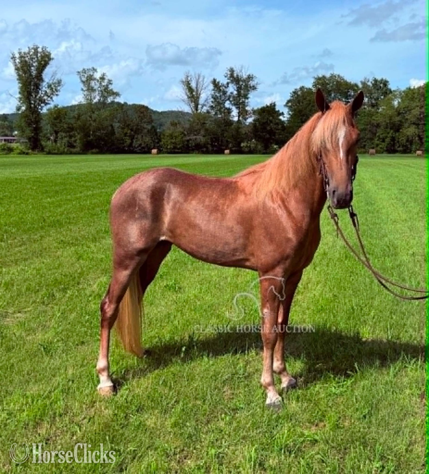 Kentucky "Miss Nebraska " Sorrel Mare Tennessee Walker