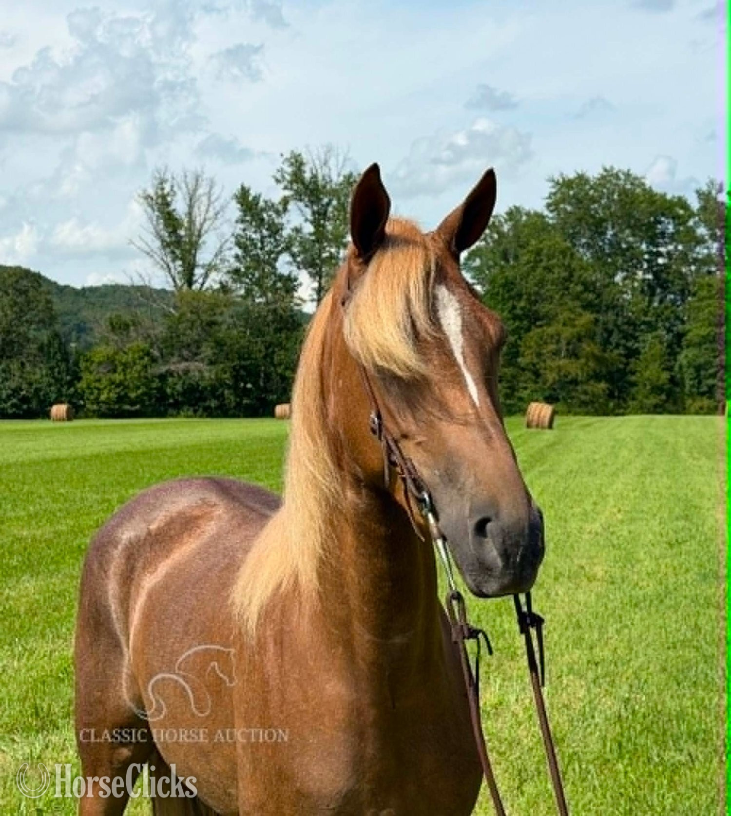 "Miss Nebraska " Sorrel Mare Tennessee Walker - Tennessee Walker