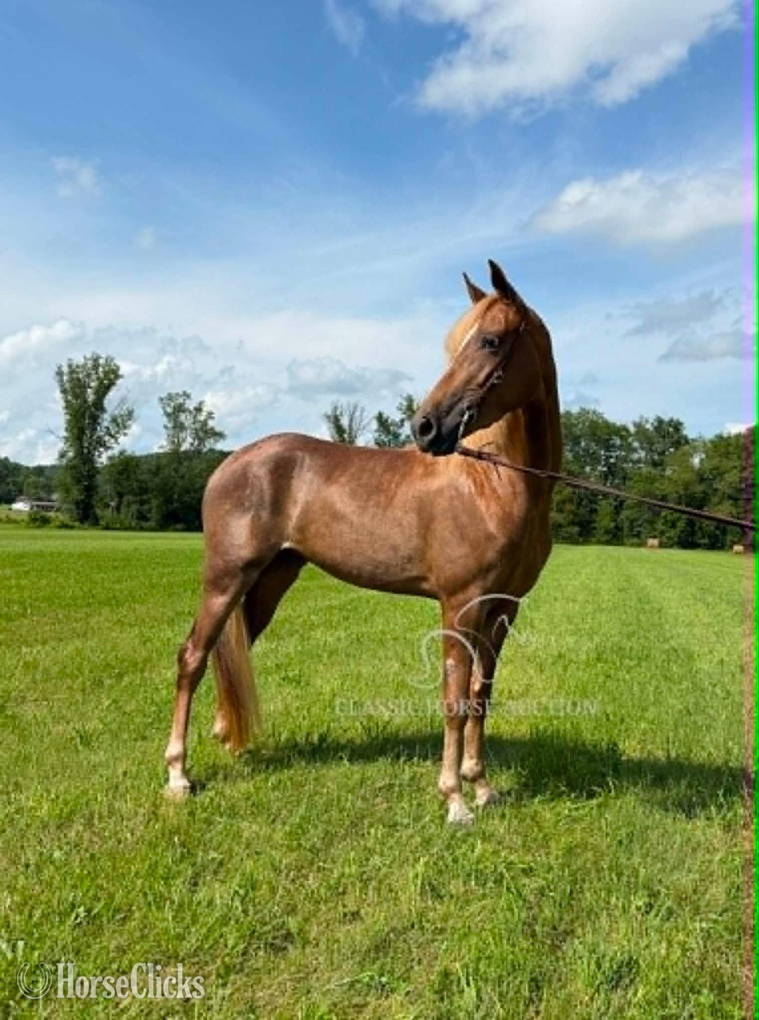 "Miss Nebraska " Sorrel Mare Tennessee Walker Kentucky