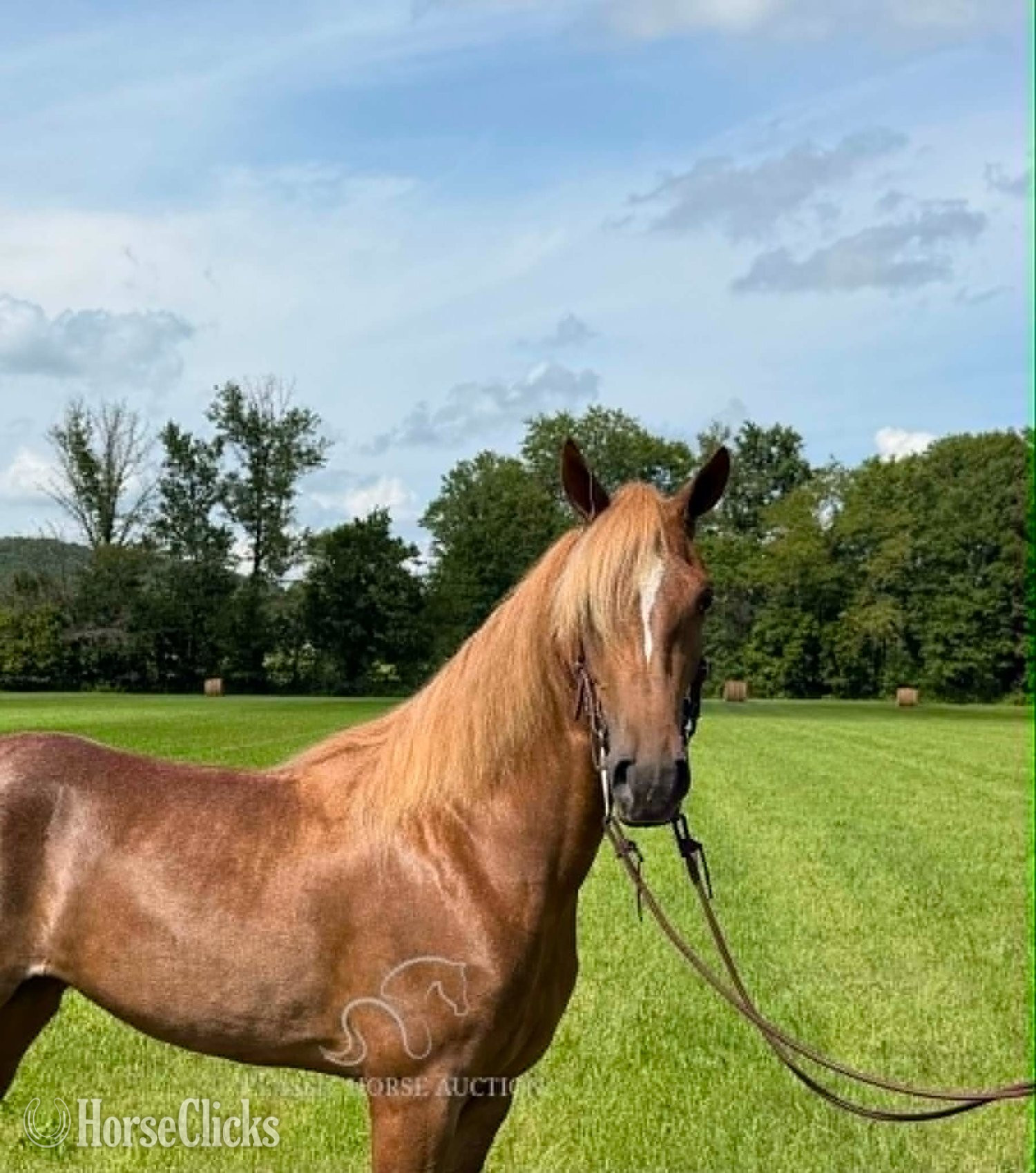 Tennessee Walker - "Miss Nebraska " Sorrel Mare Tennessee Walker in Kentucky