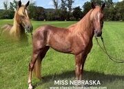 "Miss Nebraska " Sorrel Mare Tennessee Walker