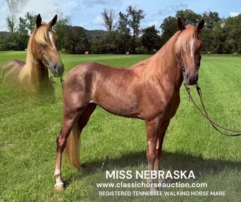 "Miss Nebraska " Sorrel Mare Tennessee Walker