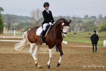 "sargon" Tabiano Gelding Holsteiner