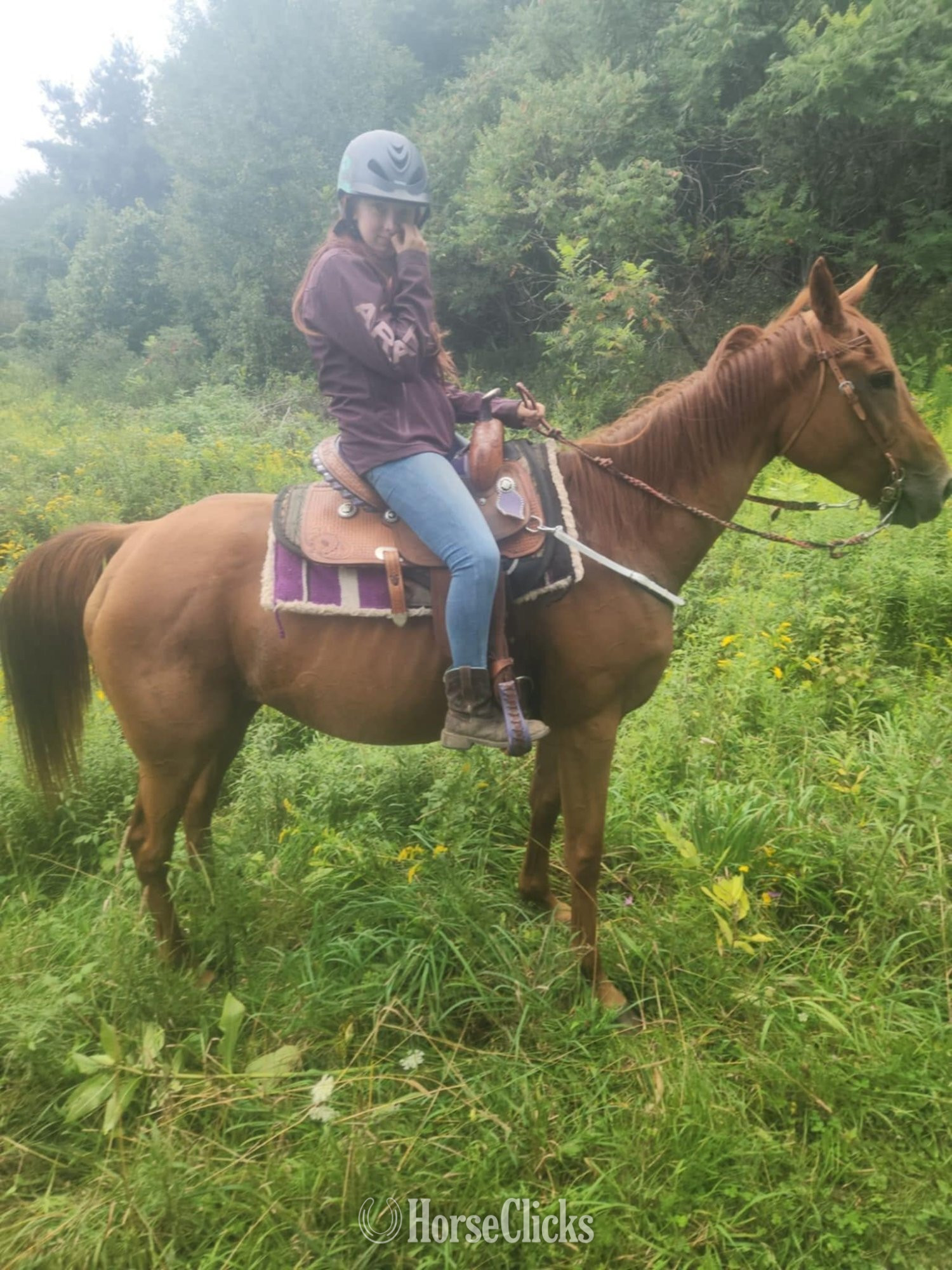 "Ginger barn name. Registered name Happy " Sorrel Mare Thoroughbred in New York
