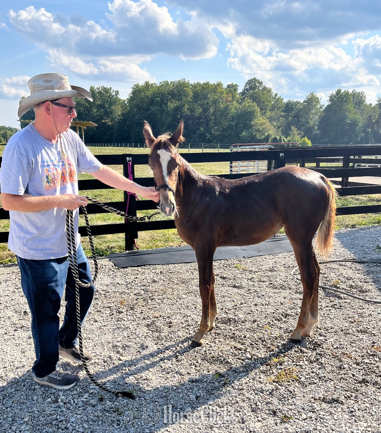 "Hazel" Chestnut Filly Tennessee Walker in Indiana
