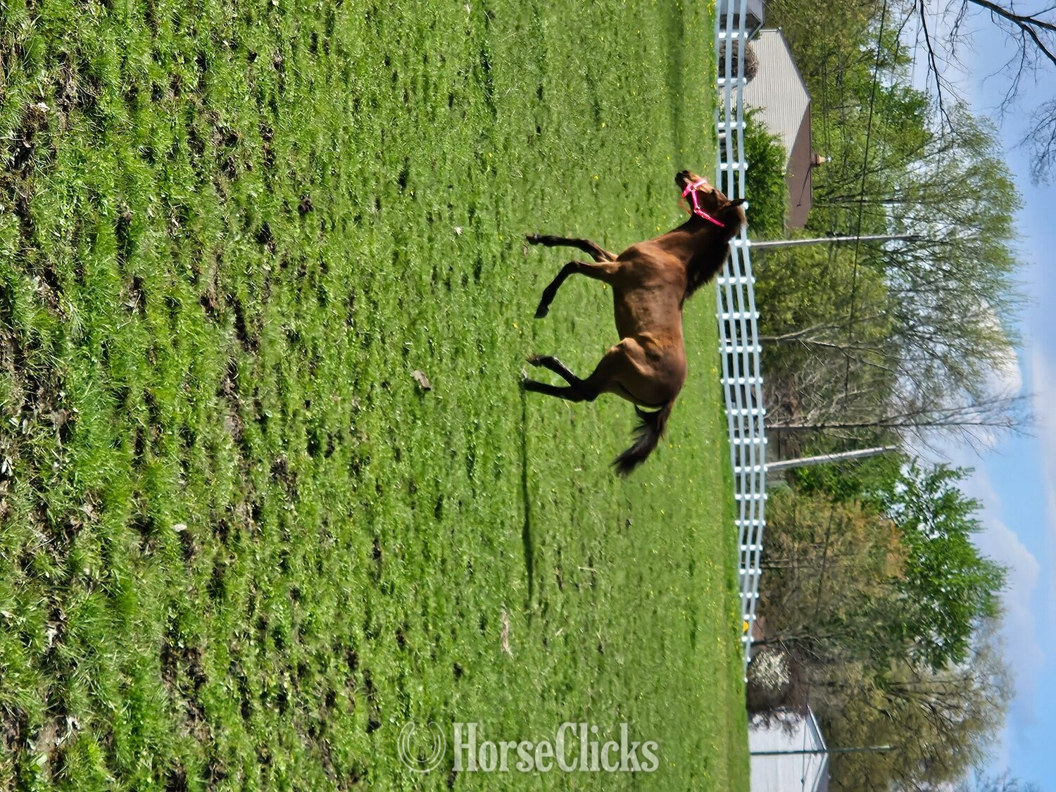 "Darraha's Satin Traveler" Buckskin Filly Tennessee Walker - Tennessee Walker