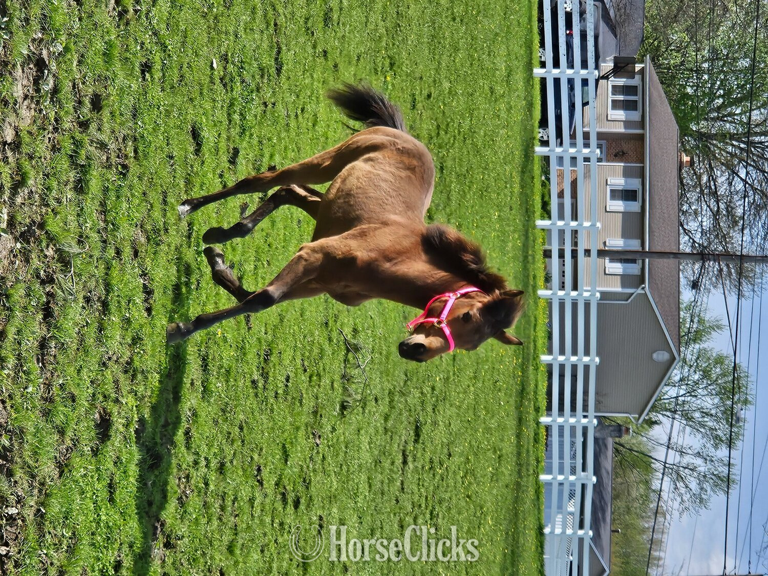 Tennessee Walker - "Darraha's Satin Traveler" Buckskin Filly Tennessee Walker in Ohio
