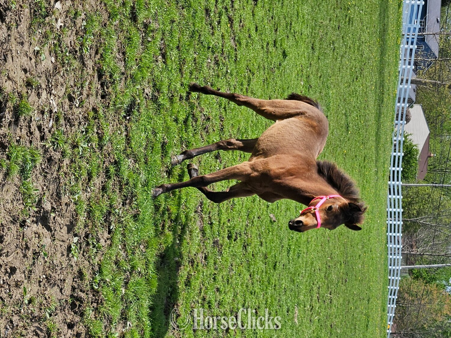 Tennessee Walker - "Darraha's Satin Traveler" Buckskin Filly Tennessee Walker