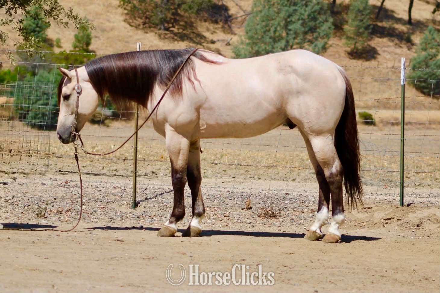 "ATM" Buckskin Gelding Quarter Horse in California