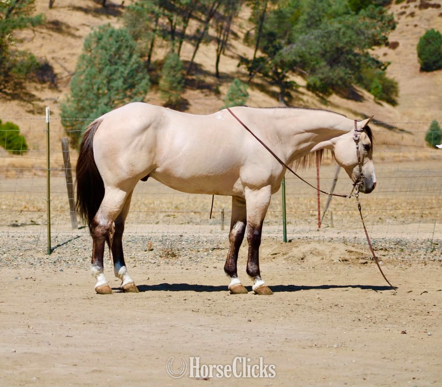 California "ATM" Buckskin Gelding Quarter Horse