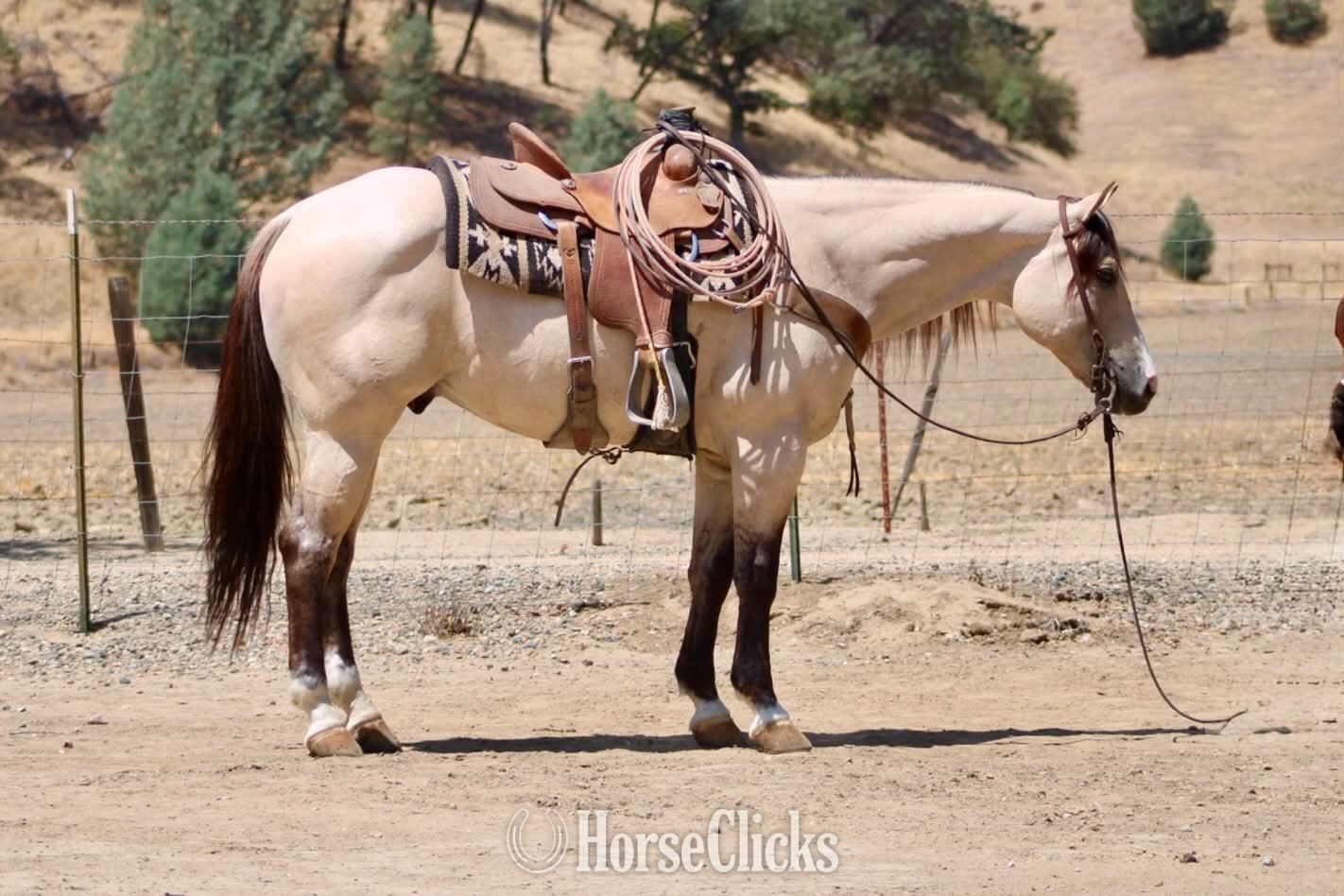 "ATM" Buckskin Gelding Quarter Horse - Quarter Horse in California