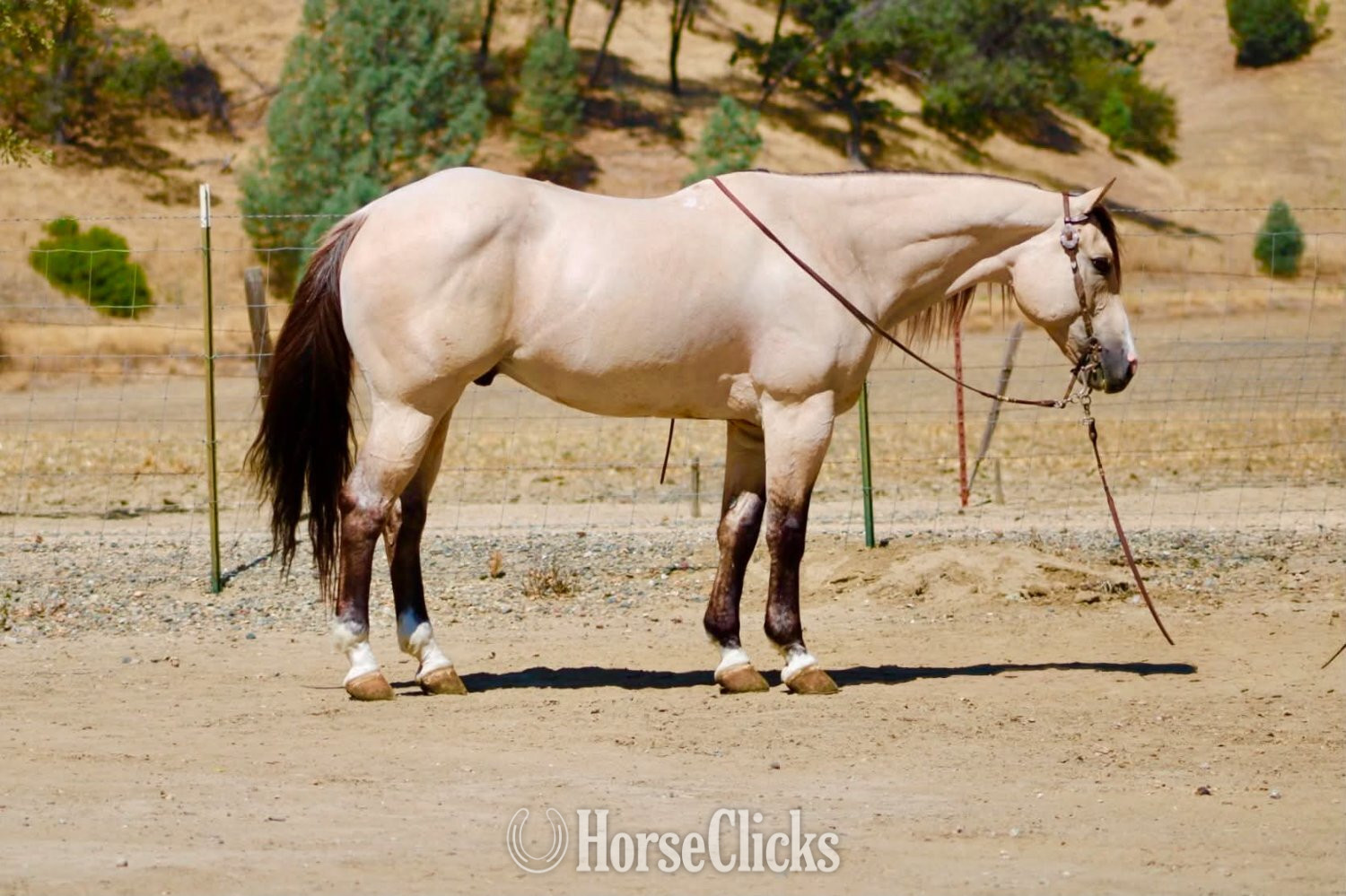 Quarter Horse - "ATM" Buckskin Gelding Quarter Horse in California