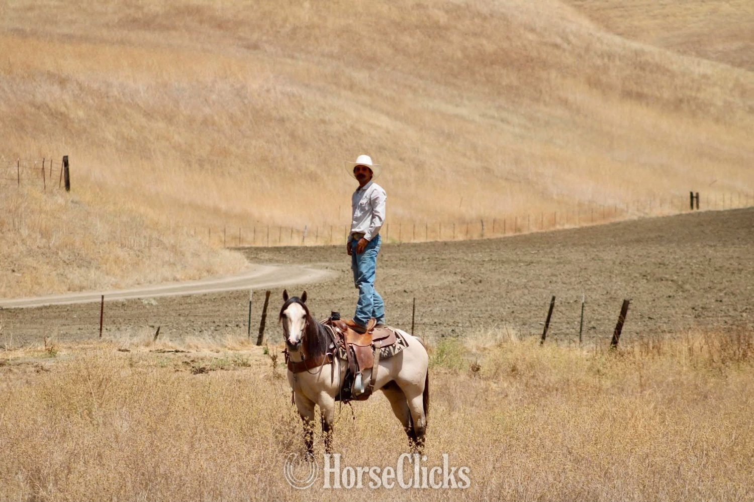 Quarter Horse - "ATM" Buckskin Gelding Quarter Horse