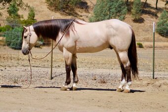 "ATM" Buckskin Gelding Quarter Horse