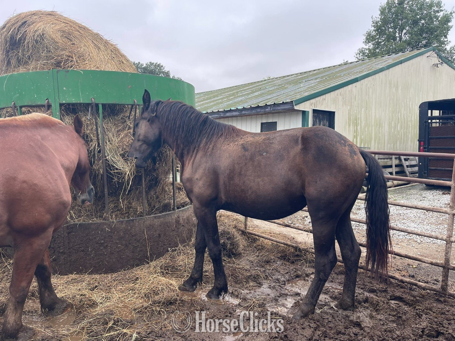 "PAHF Diana Rose" Black Filly Percheron
