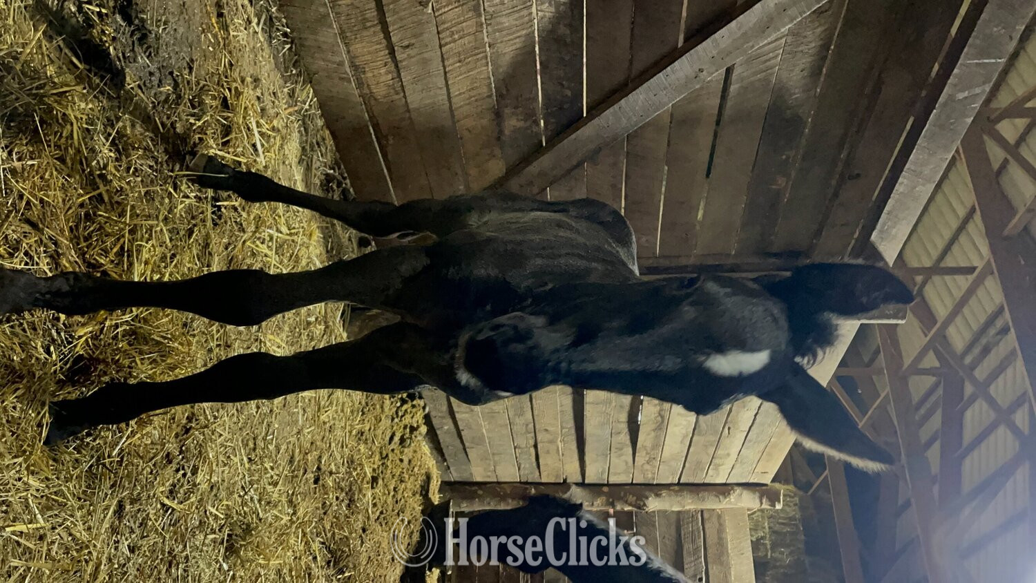  "PAHF Diana Rose" Black Filly Percheron