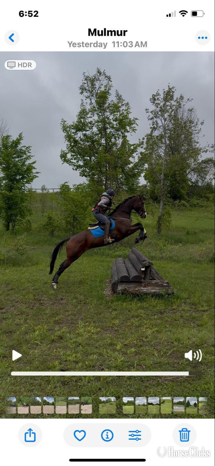 "Maeve" Bay Mare Thoroughbred in Florida