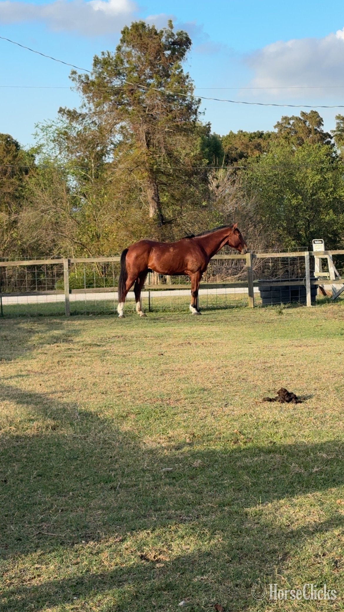 Bay 16hh Gelding for Lease in Louisiana