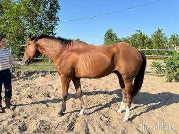 Bay 16hh Gelding for Lease