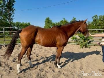 Louisiana Bay 16hh Gelding for Lease