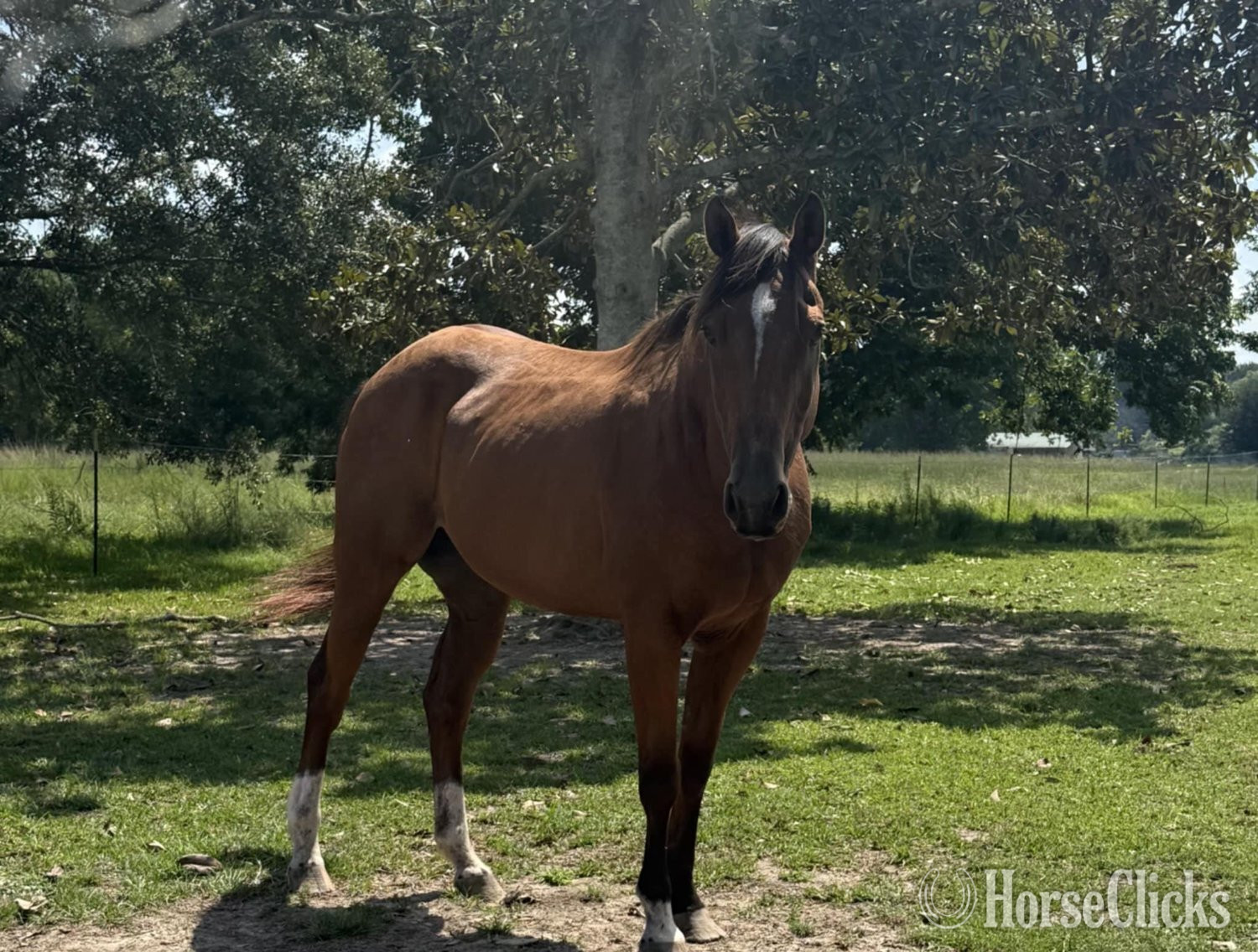 Bay 16hh Gelding for Lease -  in Louisiana