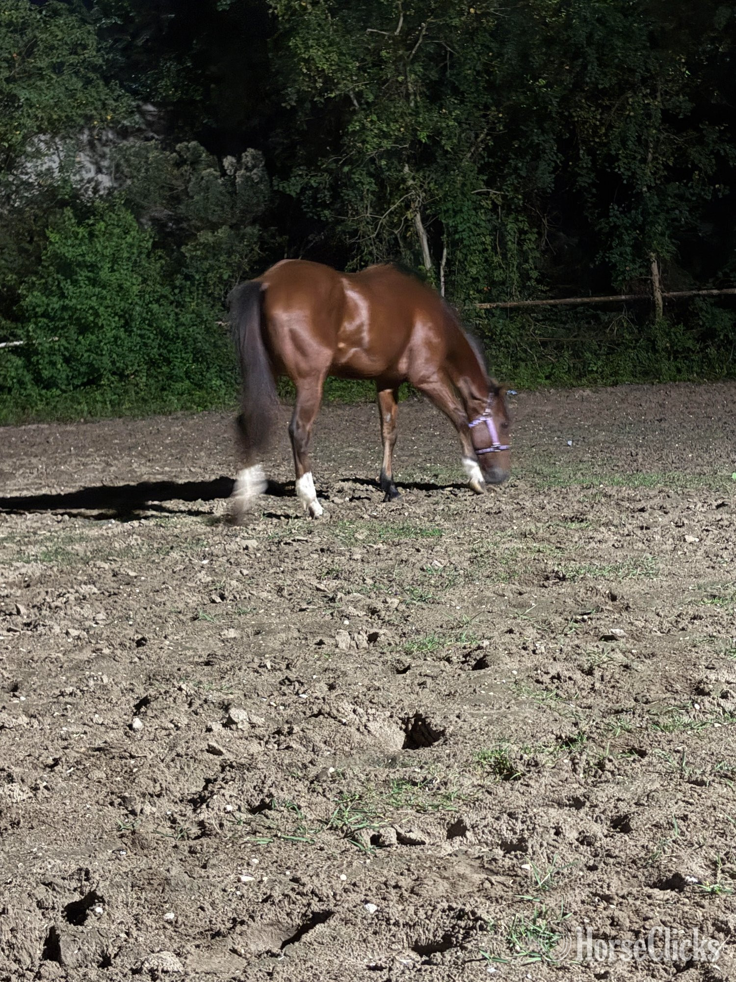 Bay 16hh Gelding for Lease - 