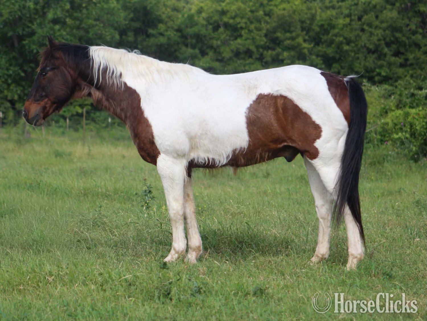 "BUBBLES" Tri-Color Gelding Paint in Texas
