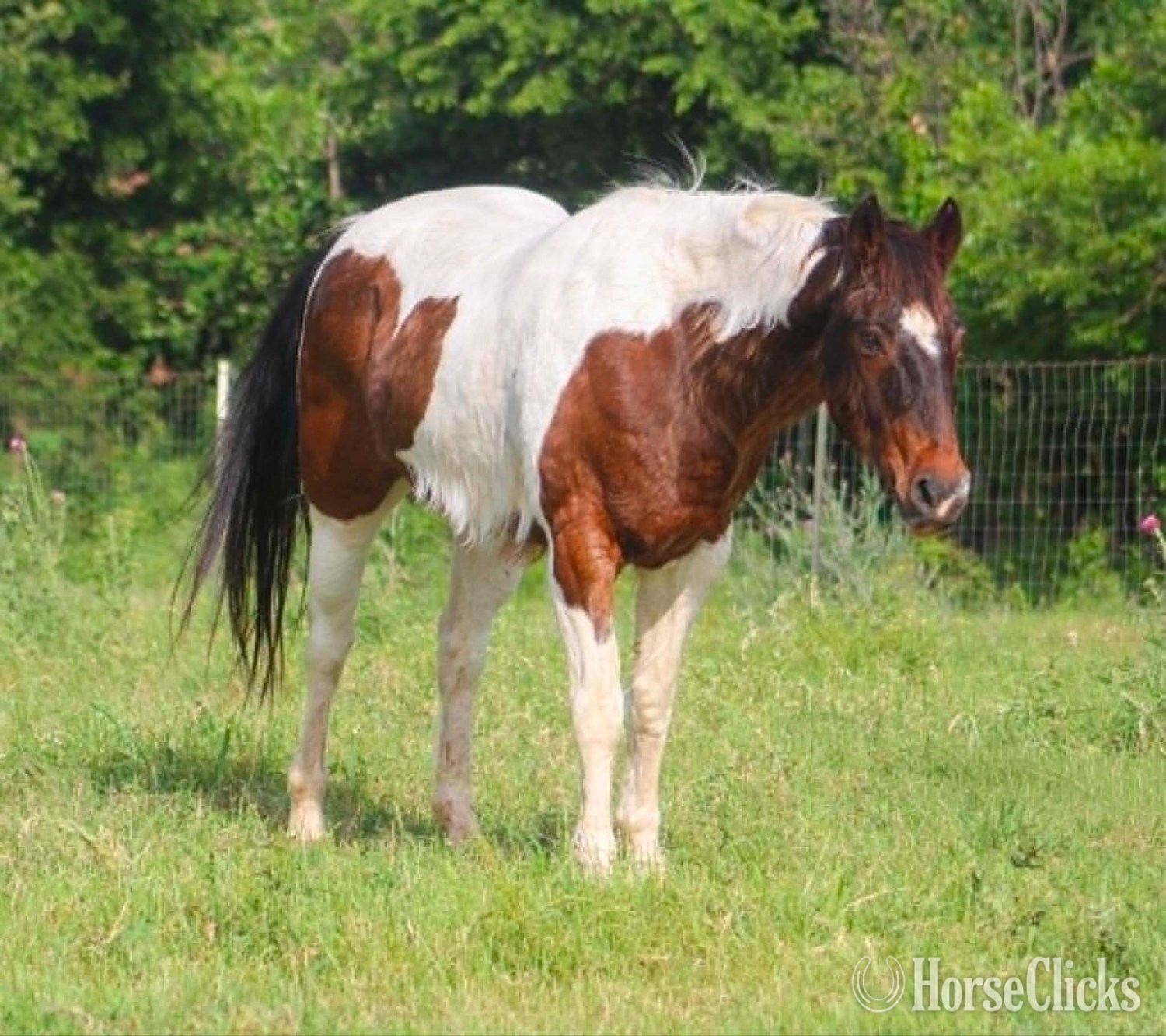 "BUBBLES" Tri-Color Gelding Paint