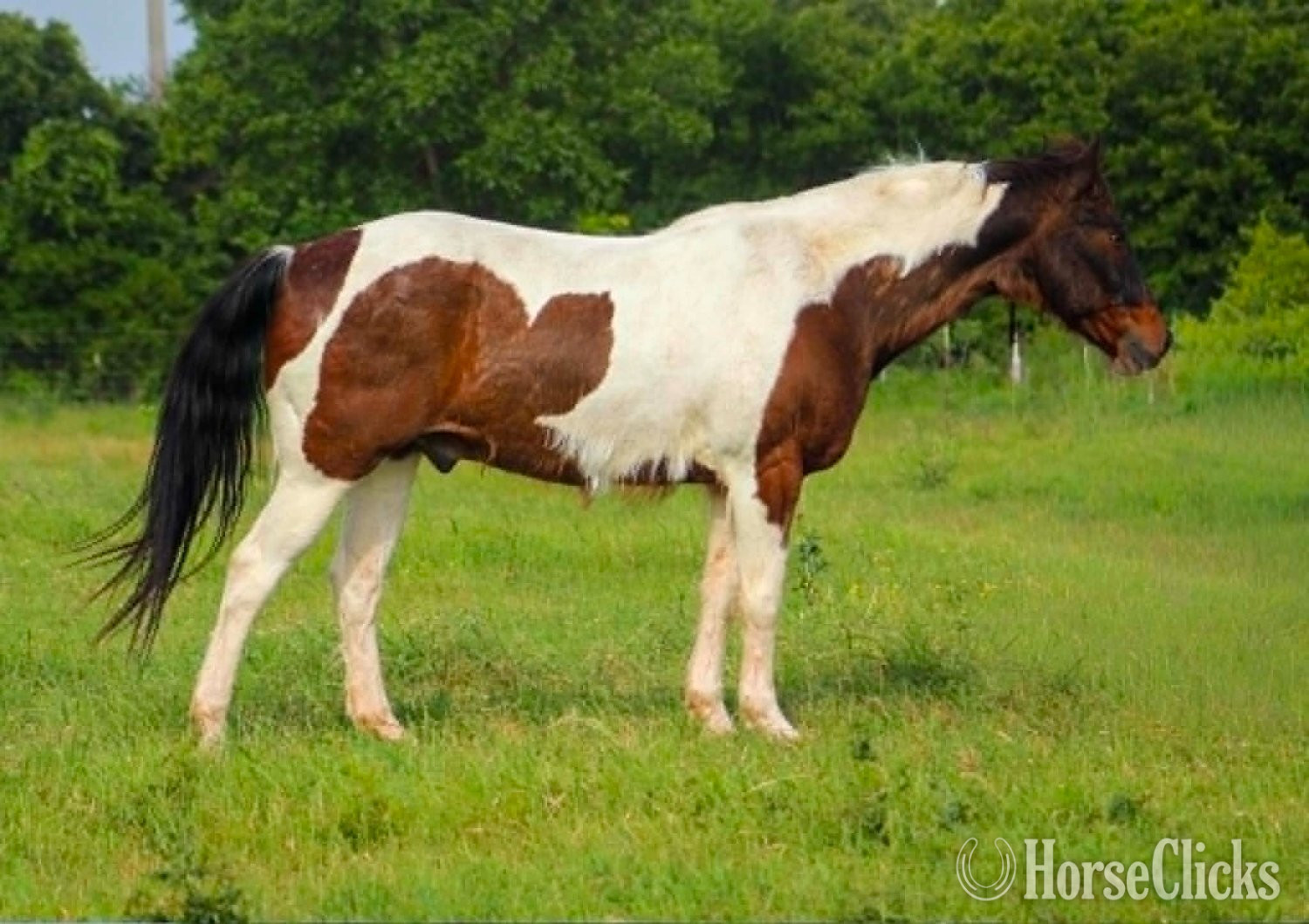 Texas "BUBBLES" Tri-Color Gelding Paint