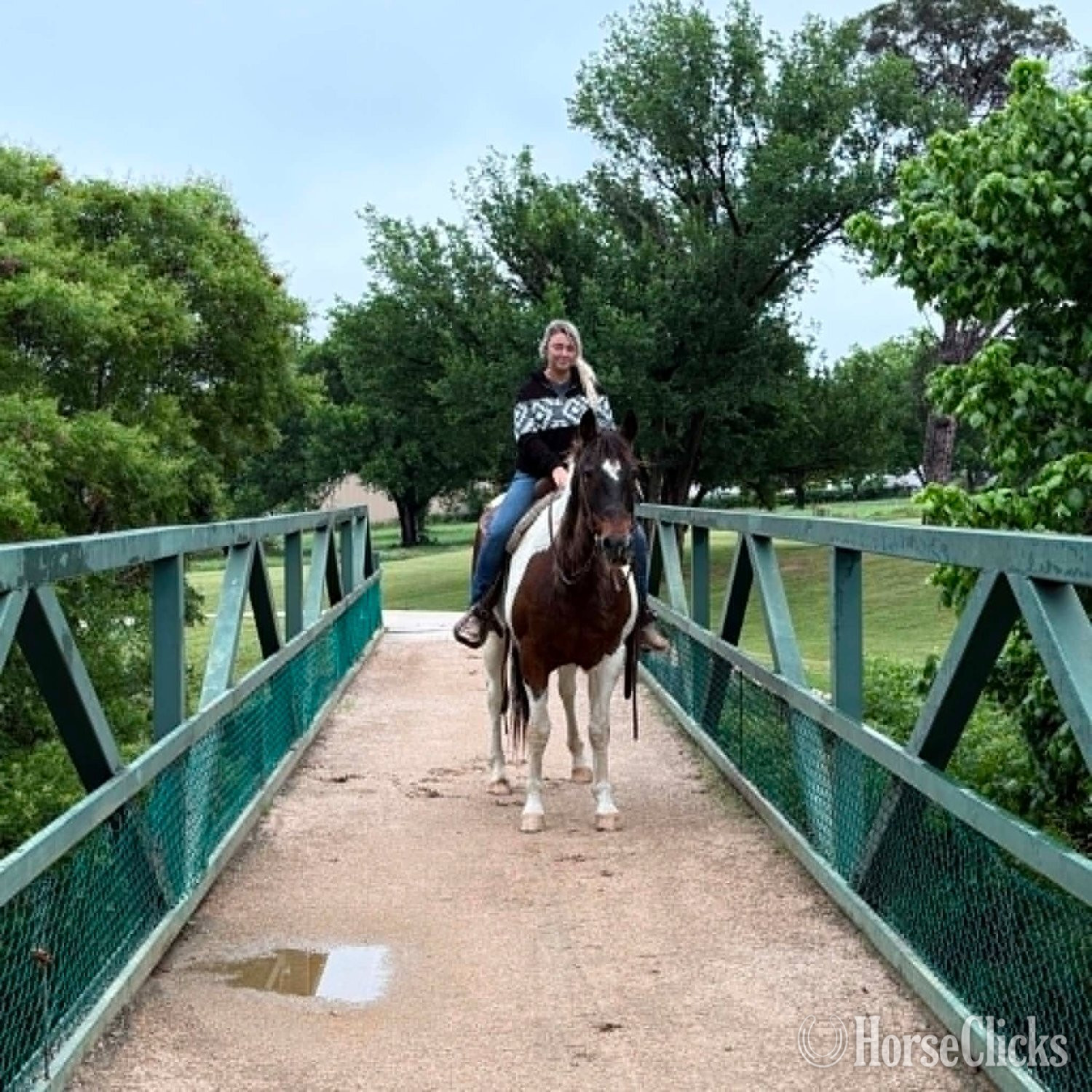 "BUBBLES" Tri-Color Gelding Paint Texas