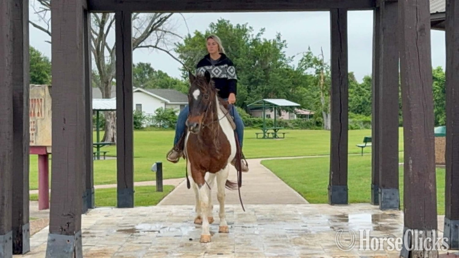 Paint - "BUBBLES" Tri-Color Gelding Paint in Texas
