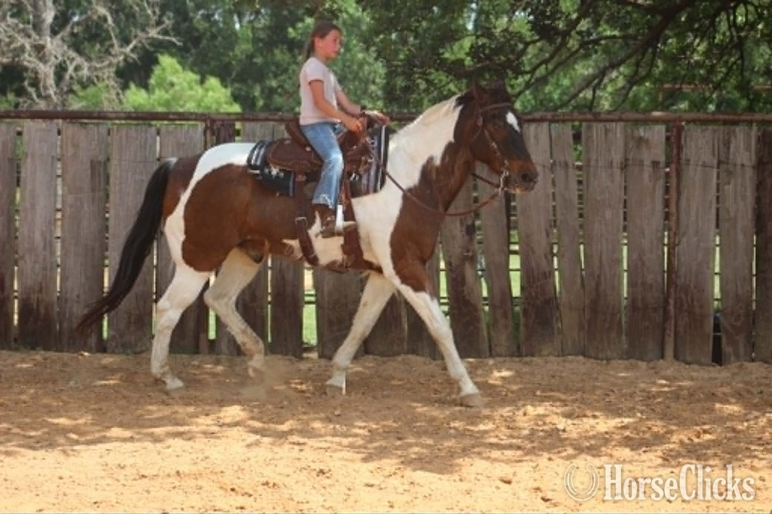 Paint - "BUBBLES" Tri-Color Gelding Paint
