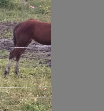 "Bay Filly" Bay Filly Warmblood