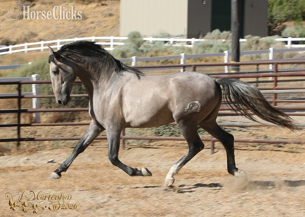 "Loki Moon" Grey Colt Andalusian in California