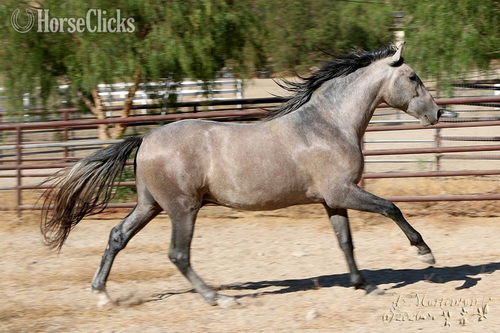 "Loki Moon" Grey Colt Andalusian