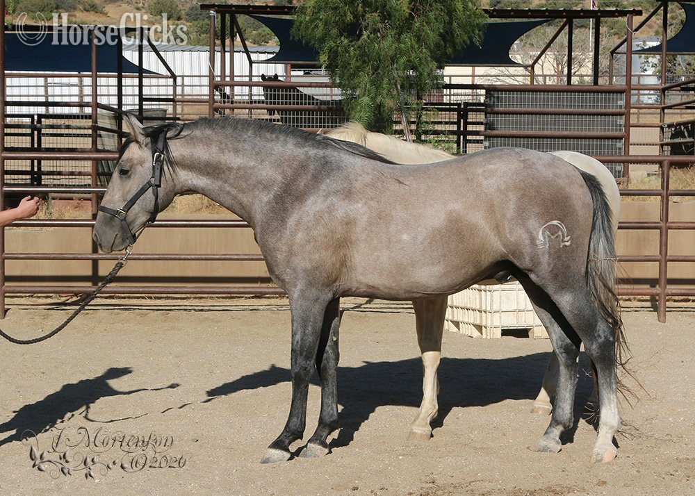 California "Loki Moon" Grey Colt Andalusian