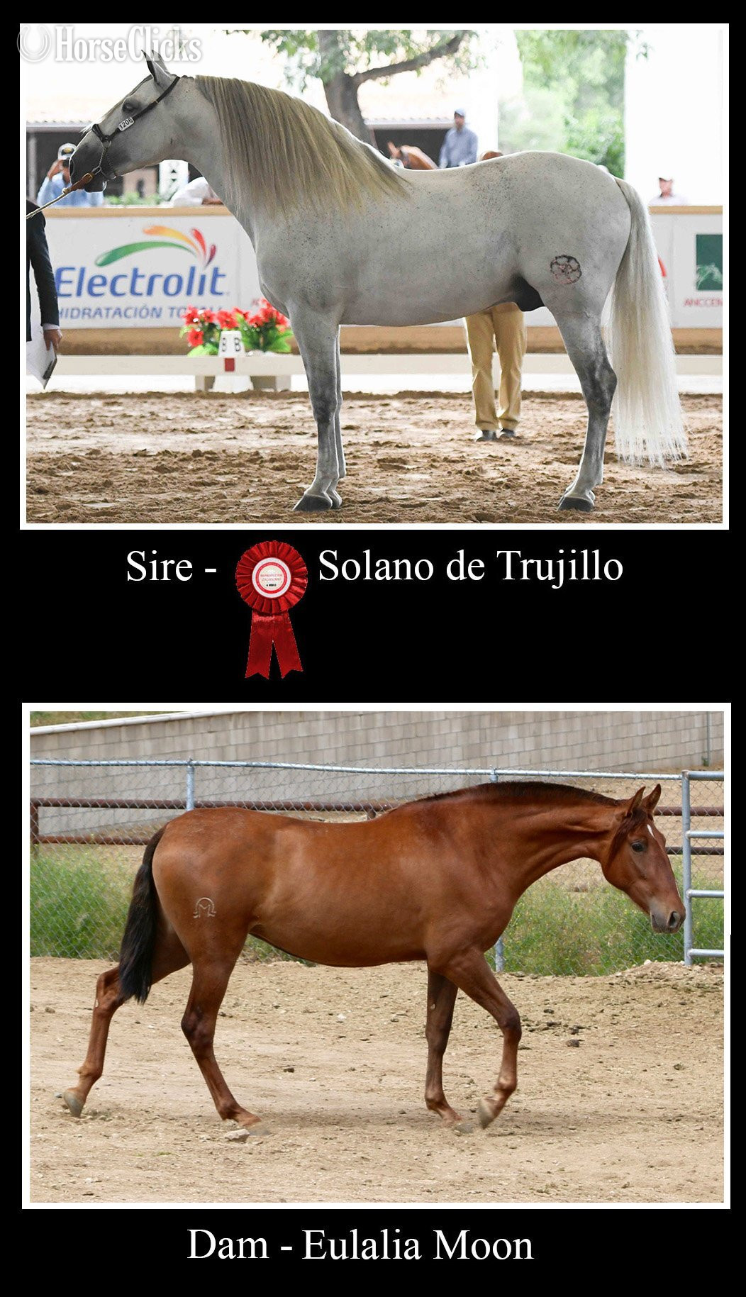 "Loki Moon" Grey Colt Andalusian - Andalusian in California