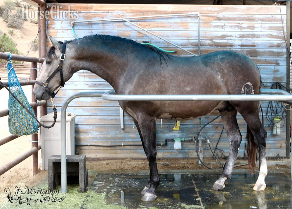 "Loki Moon" Grey Colt Andalusian - Andalusian