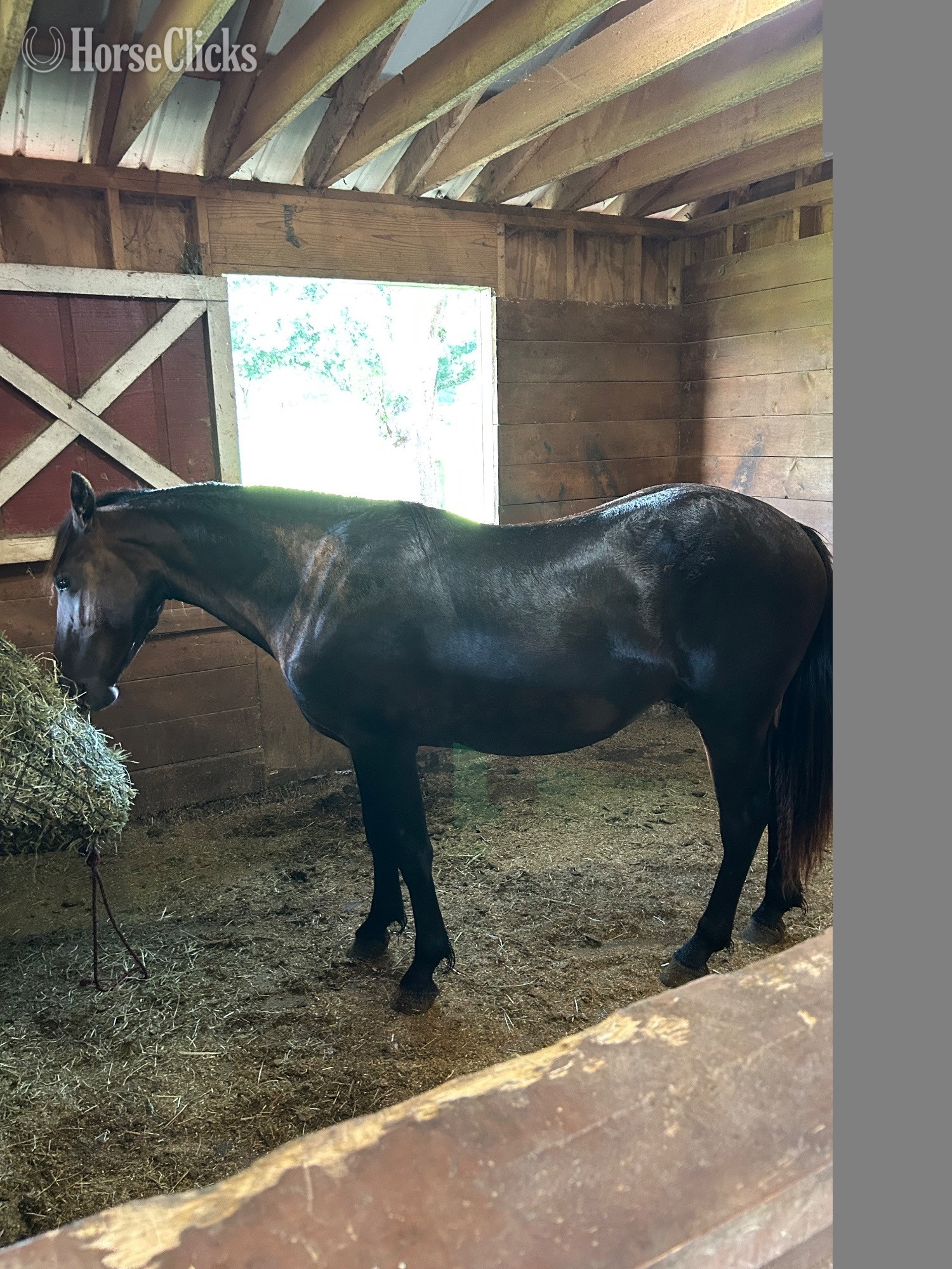 "Keanu’s Arrow" Black Gelding Friesian in Georgia