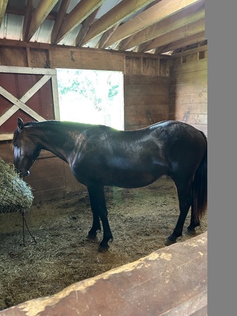 "Keanu’s Arrow" Black Gelding Friesian
